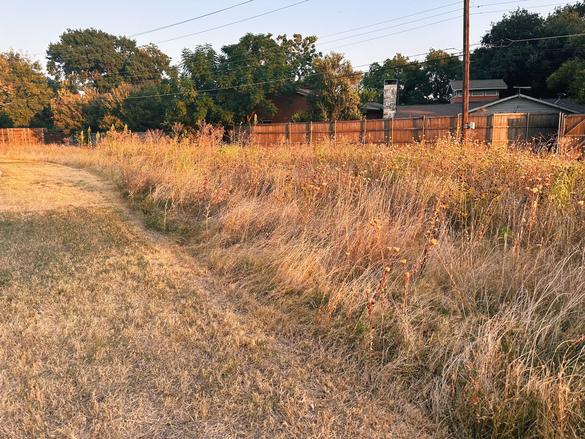 Prairie plants native to Dallas, TX, mowed border, utility lines and houses in background