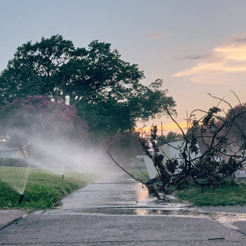 A shot from low on the sidewalk with sprinklers, dead limbs, trees, and sunset in the background.